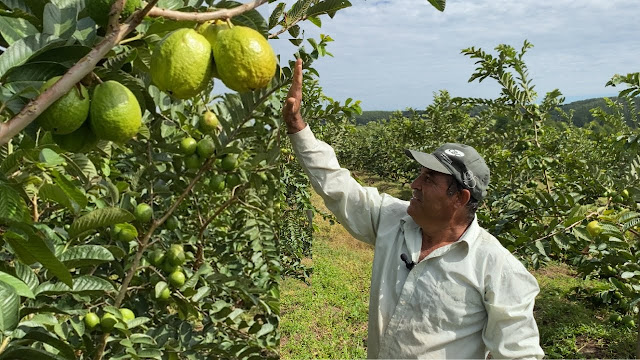 Bela arvores de goiabas tailandesa carregado de frutos maduros, sendo mostrados por um senhor em seu pomar,