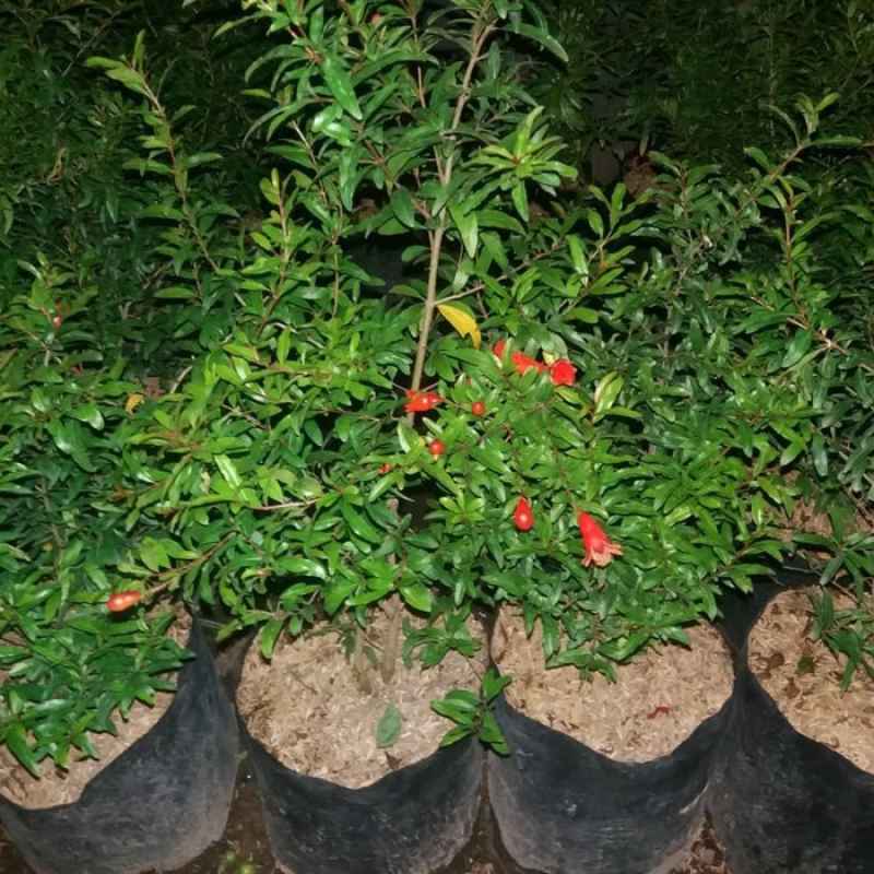 bibit pohon delima merah siap diorder Jawa Tengah