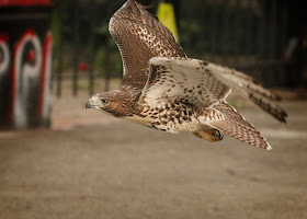 Tompkins Square red-tailed hawk fledgling