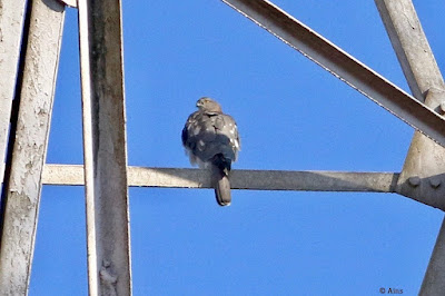 "Shikra - Accipiter badius , resident perched on the radieo tower."