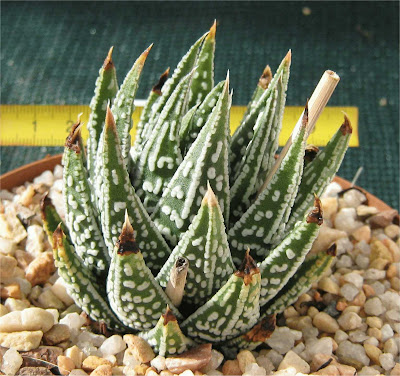 Haworthia maxima