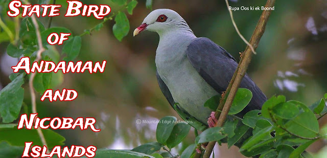 अंडमान एवं निकोबार द्वीप समूह का राज्य पक्षी (State Bird of Andaman and Nicobar Islands )