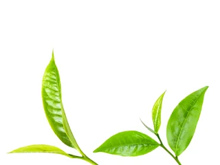 Tea leaf | Tea