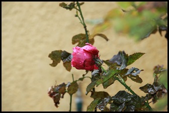 IMG_6783