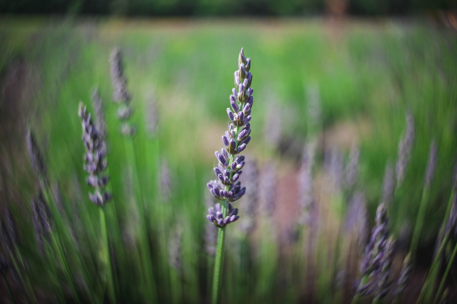 Sweethaven Lavender of Williamsburg, VA