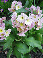 primula auricula аурикула примула