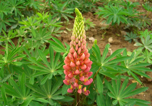 Lupine Flowers Pictures