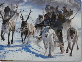 musee d'histoire L'utilisation sportive des rennes