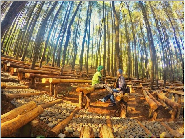 Hutan Pinus Mangunan;10 Top Destinasi Wisata Bantul