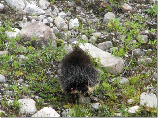 Rear-end of a Porcupine 8-16-2011 12-29-47 PM 2520x1889