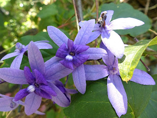 Diadème Royal - Liane Saint-Jean - Liane pentecôte - Liane rude - Petrea volubilis