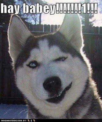 Funny Dog Pictures