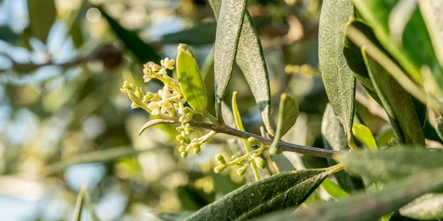 Αργολίδα: Μέσω ΠΣΕΑ τυχών αποζημιώσεις λόγω παγετού και καύσωνα σε ελιά - εσπεριδοειδή