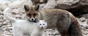 Fox and Cat Story 