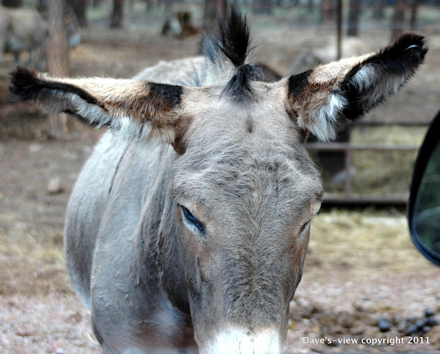 American Burro, Donkey, Mule, Bearizona, Williams AZ