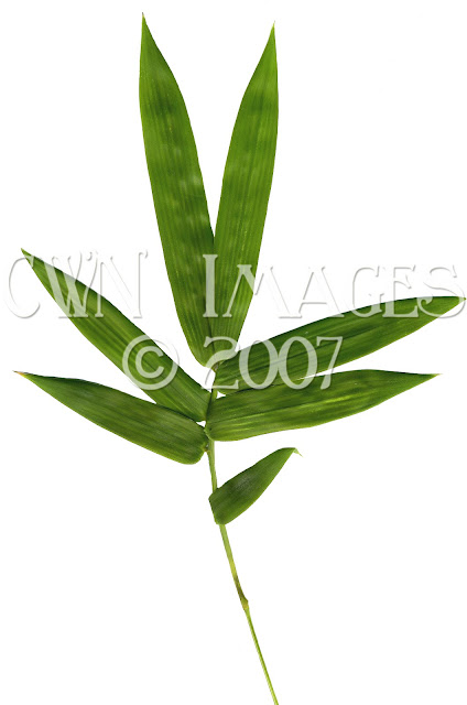 Bamboo Leaf1