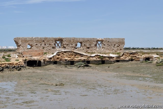 Marisma de los Toruños y Pinar de la Algaida