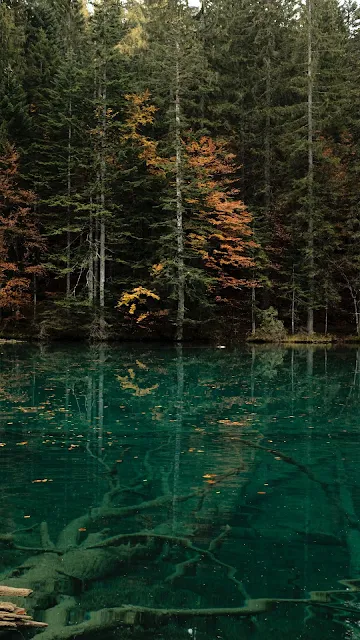 Green Lake, Trees, Forest, Nature