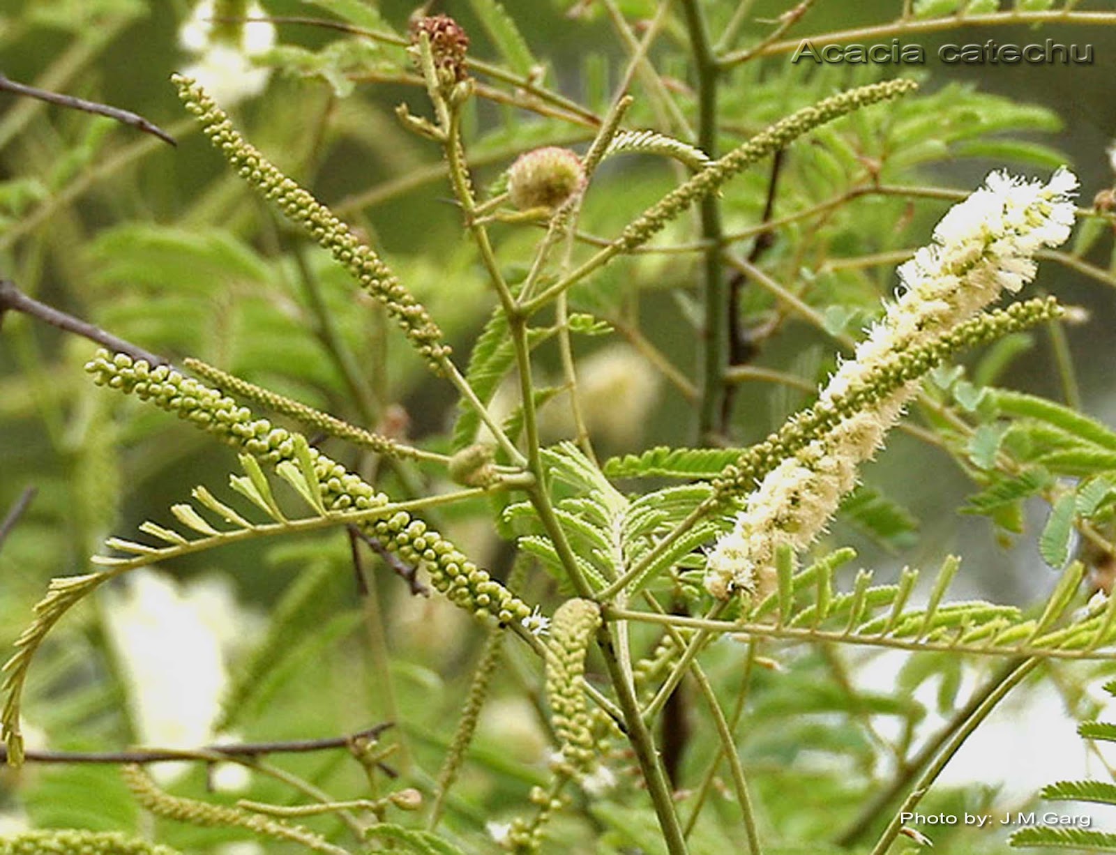 Medicinal Plants: Acacia catechu Khair Khadira cenkarungali