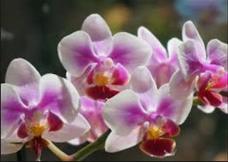 anggrek ngengat (Phalaenopsis)