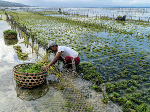 Budidaya Rumput Laut, Salah Satu Bisnis yang Menjanjikan