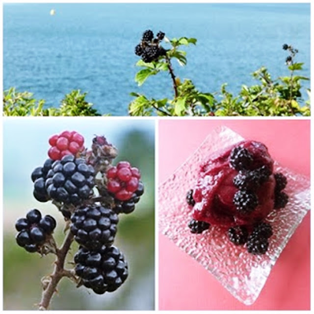 wild cornish blackberries to make a sorbet