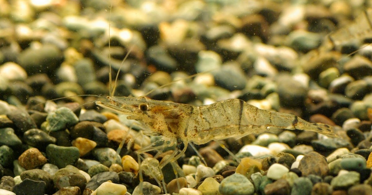 東京淡水魚図鑑 スジエビ テナガエビ科スジエビ属