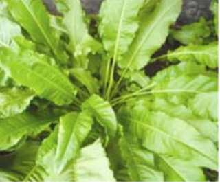 Rumex patientia, soma plant, vegetable in cold desert, cold desert, leh plant