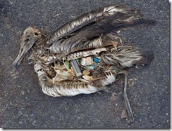 dead_bird_10