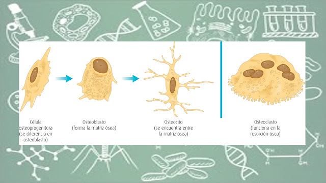 celulas oseas