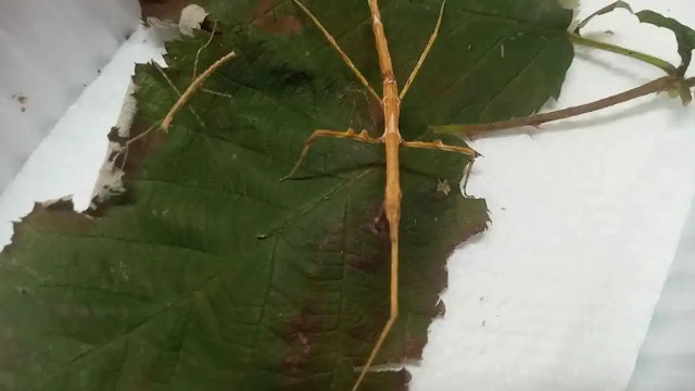 What do you know about stick bugs, what is Phasmatodea?