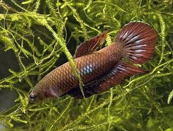 Betta Coccina