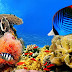 World's most amazing scuba spots.