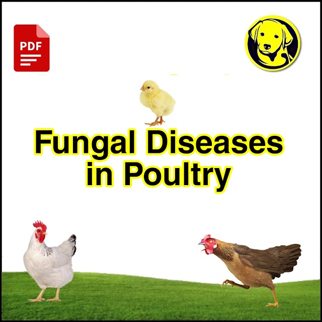 Free Download Fungal Diseases in Poultry Full Pdf