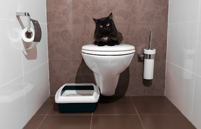 Easy Steps to Successfully Toilet Train Your Cat
