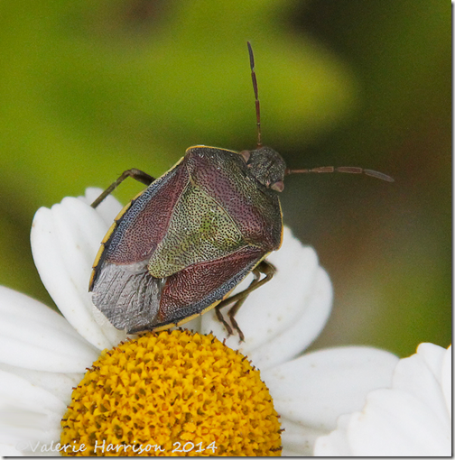 Gorse-Shieldbug