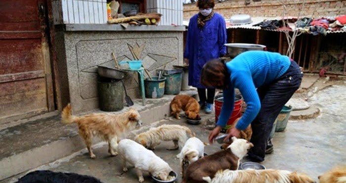 Guru Baik Hati, Merawat Ratusan Anjing yang Ditelantarkan