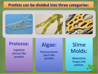 Amy Brown Science: Can I Make Protists More Interesting For ...