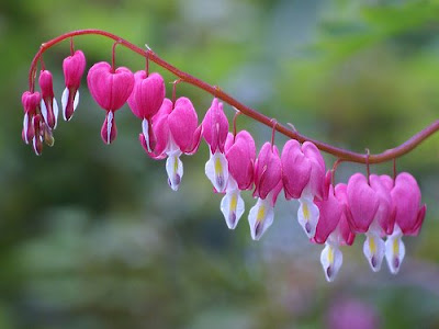 beautiful Bleeding Heart