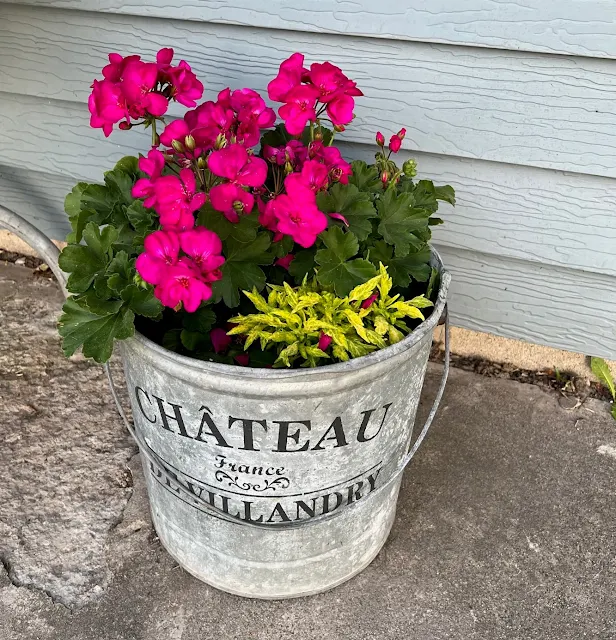Photo of a bucket of Calliope Geraniums and a lime colored Coleus.