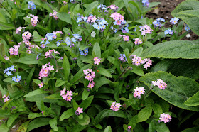 Forget Me Not flowers pink and blue