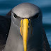 My Chatham Island Albatross is a Winning Entry in The Durrell Wildlife
Conservation Trust Photographic Competition