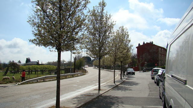 Peral de flor (Pyrus calleryana Decne.).