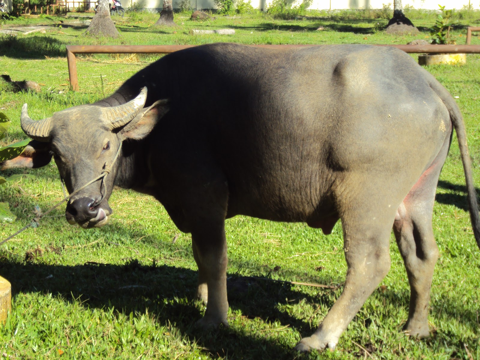 Gambar Kerbau Sawah Kerbau Putih GambarBinatangCom