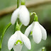 Spring Flowers