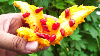 Bitter Gourd seeds