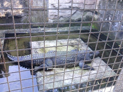Big crocodile in Balikpapan, East Kalimantan