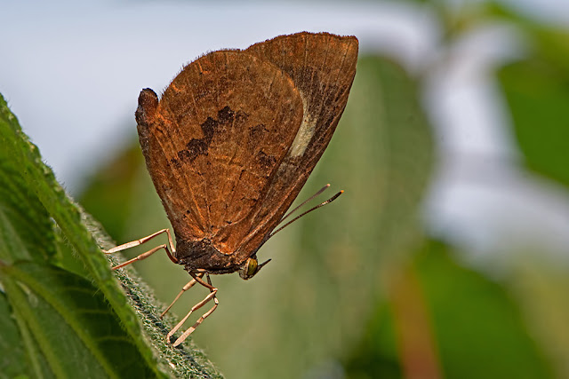 Miletus mallus the Narrow-banded Brownie butterfly