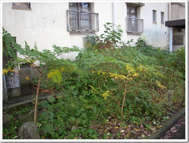 20111112_111126