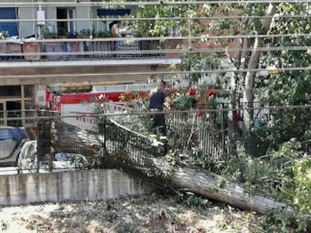 Caos sulla Roma-Lido: crolla un albero, treni in tilt